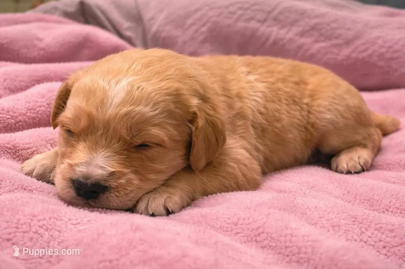 Pink :White spot  – Golden Retriever puppy for sale in Bedford, IN