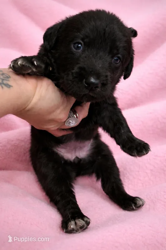 Light pink  – Labrador Retriever puppy for sale in Bedford, IN