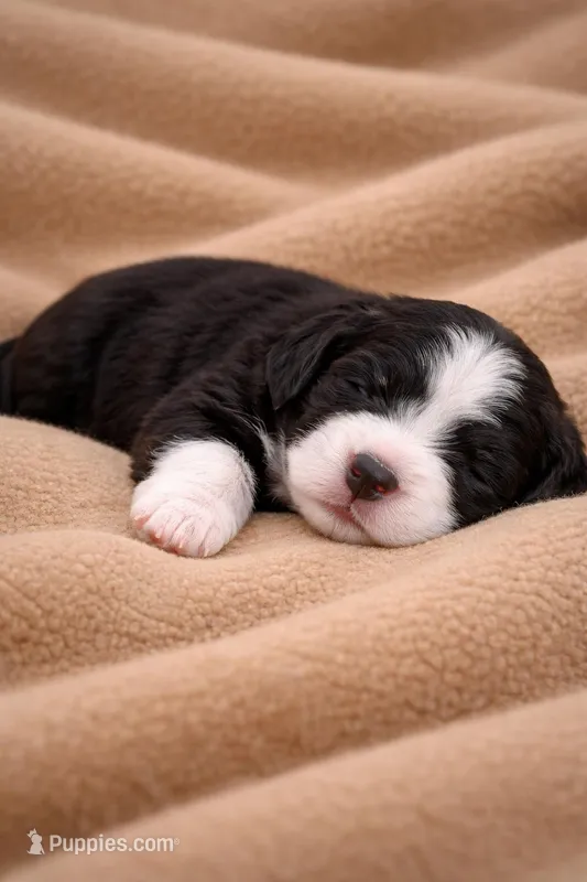 Tan – Bernedoodle puppy for sale in Bedford, IN