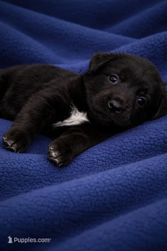 Dark blue  – Labrador Retriever puppy for sale in Bedford, IN