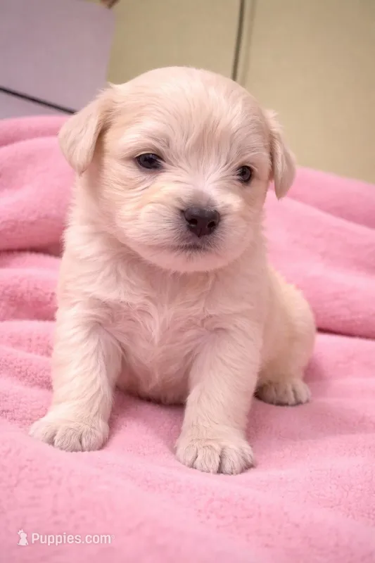 Pink / White  – English Cream Golden Retriever puppy for sale in Bedford, IN