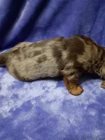 Johnny , a male Miniature Dachshund for sale in Frazee, MN – 2 of 2