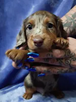 Johnny , a male Miniature Dachshund for sale in Frazee, MN – 1 of 2