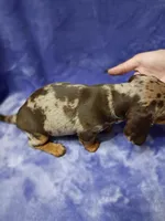 Steven, a male Miniature Dachshund for sale in Frazee, MN – 2 of 2