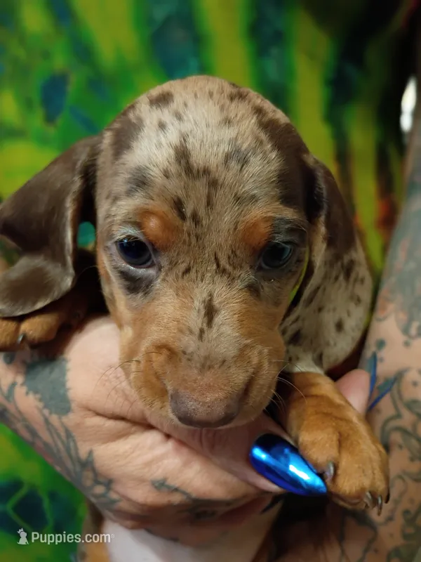 Steven – Miniature Dachshund puppy for sale in Frazee, MN