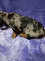 Linda , a female Miniature Dachshund for sale in Frazee, MN – 2 of 2