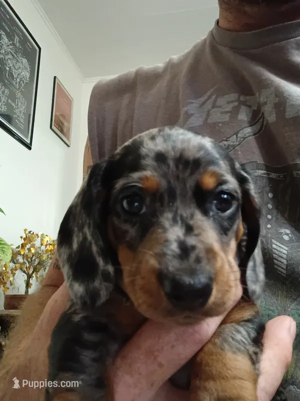 Linda  – Miniature Dachshund puppy for sale in Frazee, MN
