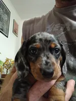 Linda , a female Miniature Dachshund for sale in Frazee, MN – 1 of 2