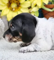 Teddy, a male Miniature Dachshund for sale in Milan, IN – 3 of 8