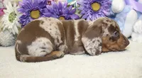 Kit, a male Miniature Dachshund for sale in Milan, IN – 6 of 7