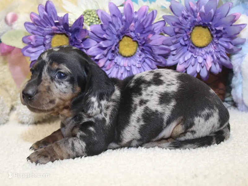 Gus – Miniature Dachshund puppy for sale in Milan, IN