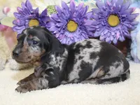 Gus, a male Miniature Dachshund for sale in Milan, IN – 4 of 8