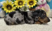Hud, a male Miniature Dachshund for sale in Milan, IN – 5 of 8