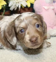Hudson, a male Miniature Dachshund for sale in Milan, IN – 3 of 8