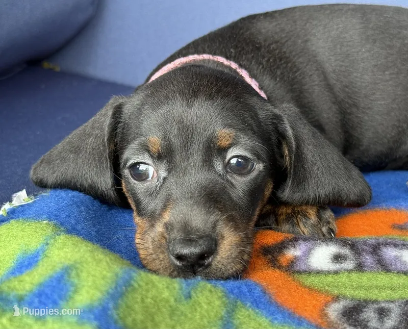Luna – Miniature Dachshund puppy for sale in Milan, IN
