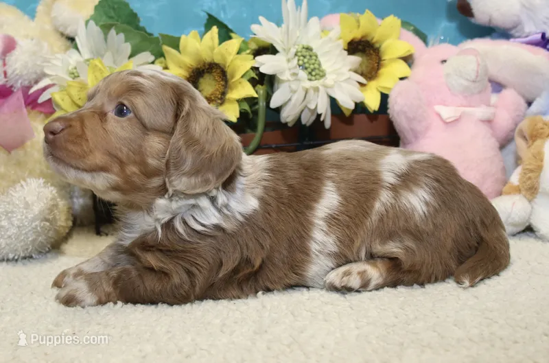 Hudson – Miniature Dachshund puppy for sale in Milan, IN