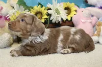 Hudson, a male Miniature Dachshund for sale in Milan, IN – 1 of 8