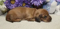 Ford, a male Miniature Dachshund for sale in Milan, IN – 6 of 7