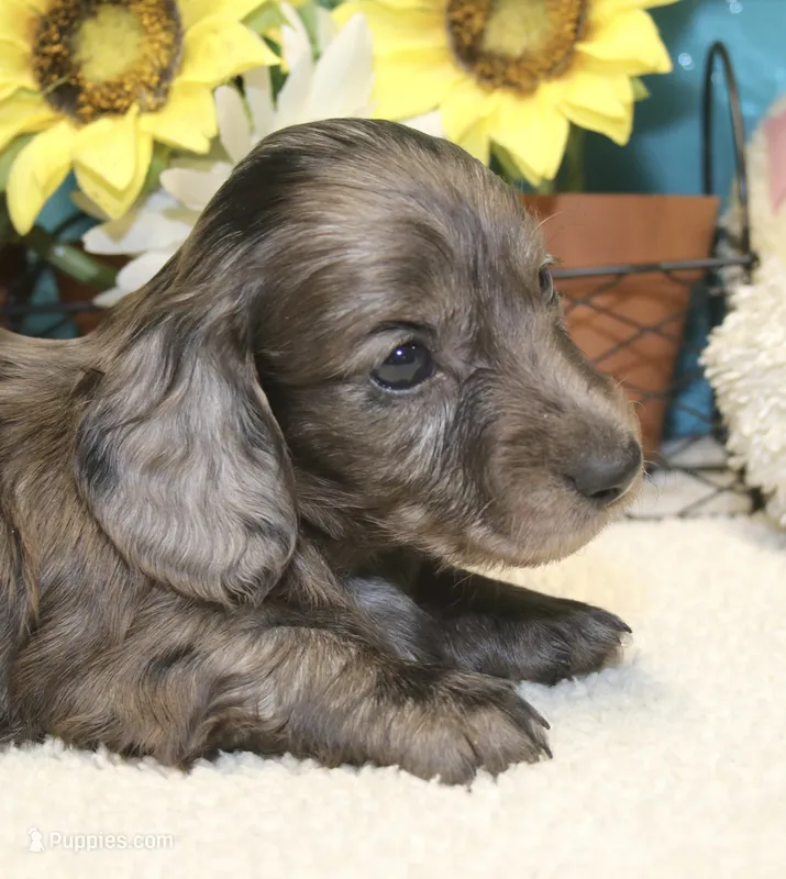 Jess – Miniature Dachshund puppy for sale in Milan, IN
