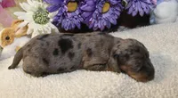 Kate , a female Miniature Dachshund for sale in Milan, IN – Photo 7 of 8