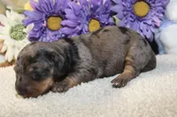 Kate , a female Miniature Dachshund for sale in Milan, IN – Photo 3 of 8