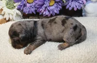 Kate , a female Miniature Dachshund for sale in Milan, IN – Photo 4 of 8