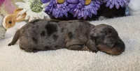 Kate , a female Miniature Dachshund for sale in Milan, IN – Photo 2 of 8