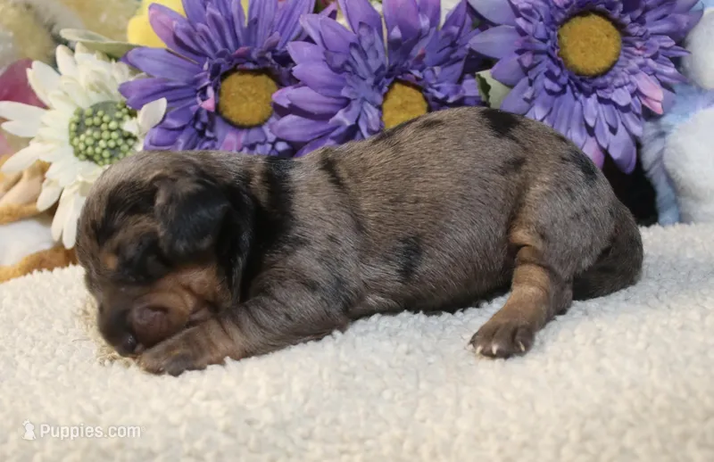 Kate  – Miniature Dachshund puppy for sale in Milan, IN