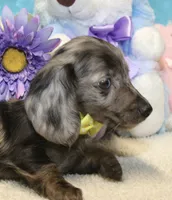 Lucas, a male Miniature Dachshund for sale in Milan, IN – 2 of 8