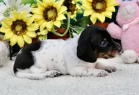 Teddy, a male Miniature Dachshund for sale in Milan, IN – 4 of 8