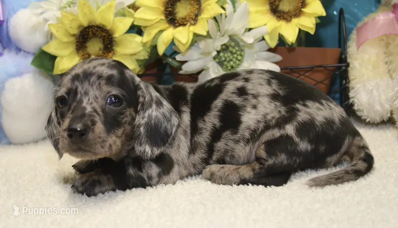 Hoss  – Miniature Dachshund puppy for sale in Milan, IN