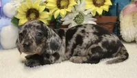 Hoss , a male Miniature Dachshund for sale in Milan, IN – 5 of 7