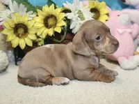 Grace, a female Miniature Dachshund for sale in Milan, IN – 3 of 9