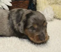 Harper, a female Miniature Dachshund for sale in Milan, IN – 2 of 8