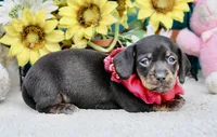 Luna, a female Miniature Dachshund for sale in Milan, IN – 5 of 6