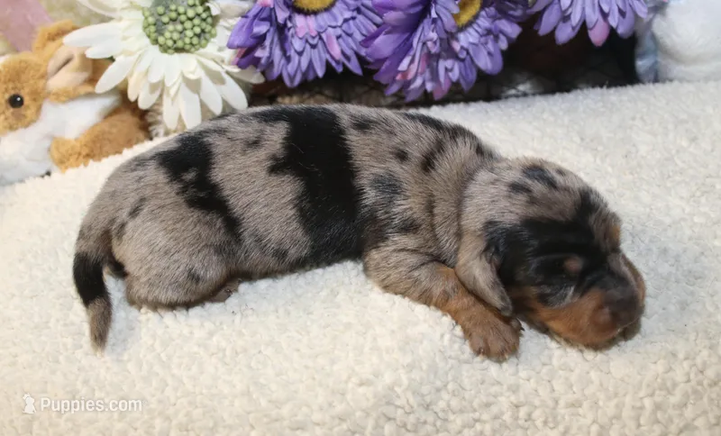 Nash – Miniature Dachshund puppy for sale in Milan, IN