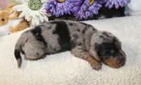 Nash, a male Miniature Dachshund for sale in Milan, IN – Photo 1 of 6