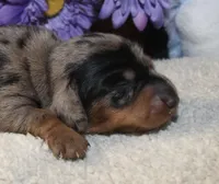 Nash, a male Miniature Dachshund for sale in Milan, IN – Photo 2 of 6