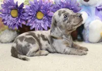 Hank, a male Miniature Dachshund for sale in Milan, IN – 6 of 8