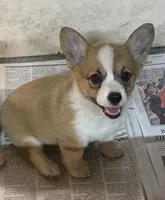 AKC Ella , a female Pembroke Welsh Corgi for sale in Milan, IN – 1 of 6