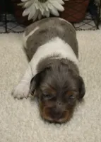 Camila , a female Miniature Dachshund for sale in Milan, IN – 7 of 8