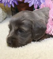 Ava, a female Miniature Dachshund for sale in Milan, IN – 6 of 8