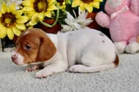 Jazz, a female Miniature Dachshund for sale in Milan, IN – 6 of 7