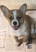 AKC Rita, a female Pembroke Welsh Corgi for sale in Milan, IN – 2 of 7