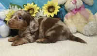 Frank, a male Miniature Dachshund for sale in Milan, IN – 2 of 5
