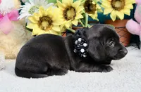 Tianna , a female Miniature Dachshund for sale in Milan, IN – 3 of 8