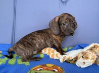 Wally, a male Miniature Dachshund for sale in Milan, IN – 2 of 5