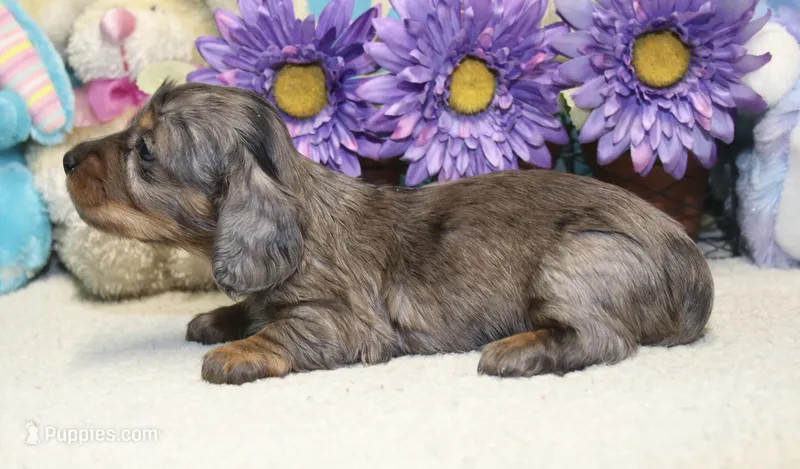 Ella – Miniature Dachshund puppy for sale in Milan, IN