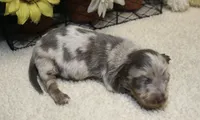 Lucas, a male Miniature Dachshund for sale in Milan, IN – 6 of 9