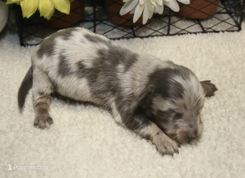 Lucas – Miniature Dachshund puppy for sale in Milan, IN